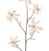 Lilie Gloriosa 'Warm Fall', 5-fach verzweigt, mit 5 Blüten (2 mittelgroße/3 große) und 10 Blättern, 110 cm