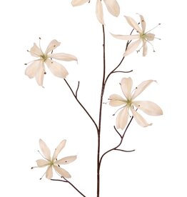 Lilie Gloriosa 'Warm Fall', 5-fach verzweigt, mit 5 Blüten (2 mittelgroße/3 große) und 10 Blättern, 110 cm