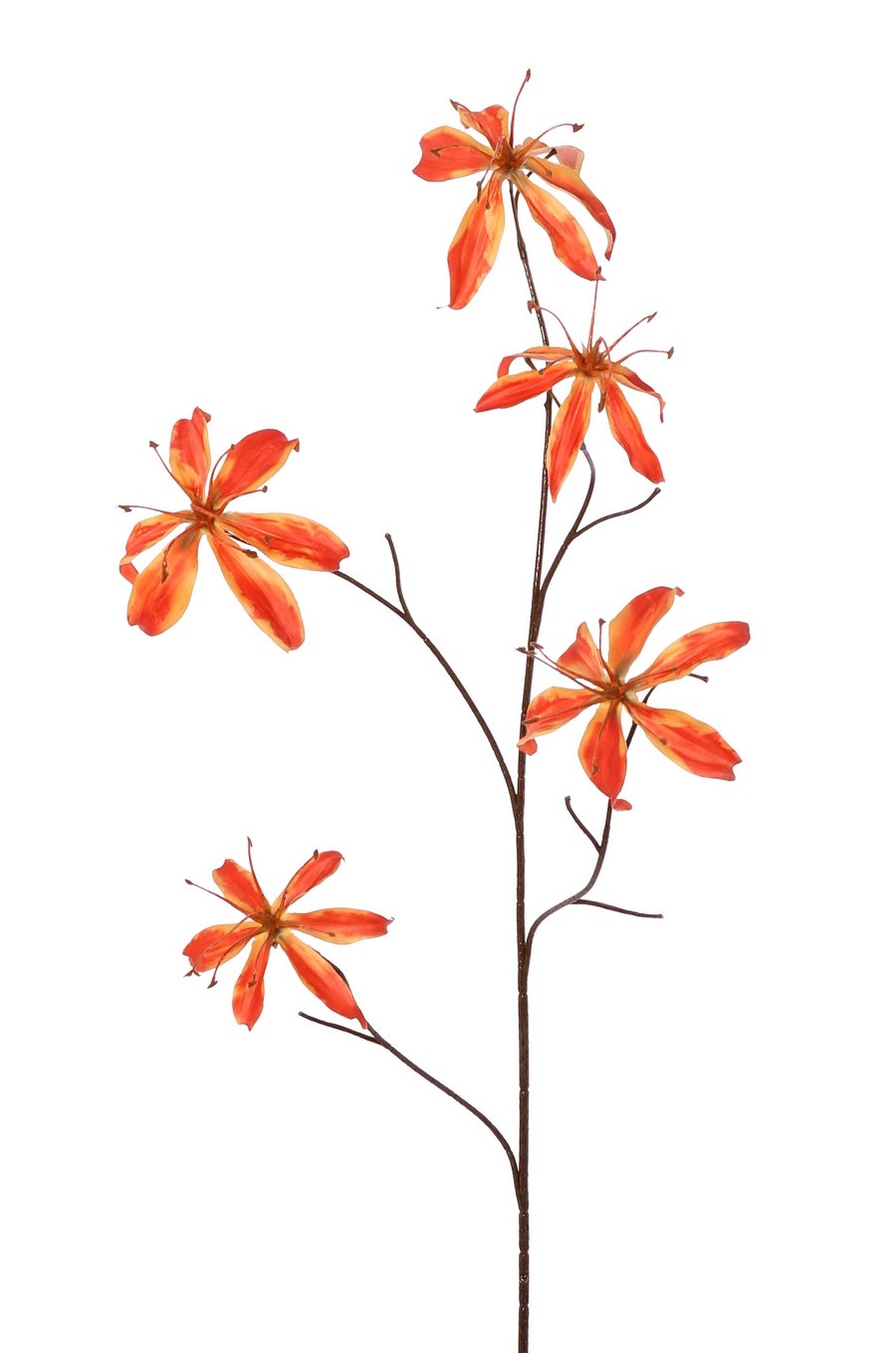Lelie gloriosa 'Warm Fall' 5x vertakt met 5 bloemen (2 M/ 3 L) & 10 bladeren, 110 cm