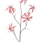 Lelie gloriosa 'Warm Fall' 5x vertakt met 5 bloemen (2 M/ 3 L) & 10 bladeren, 110 cm