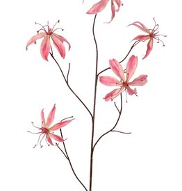 Lilie Gloriosa 'Warm Fall', 5-fach verzweigt, mit 5 Blüten (2 mittelgroße/3 große) und 10 Blättern, 110 cm