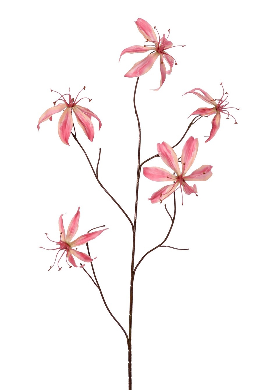 Lilie Gloriosa 'Warm Fall', 5-fach verzweigt, mit 5 Blüten (2 mittelgroße/3 große) und 10 Blättern, 110 cm