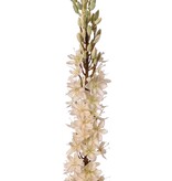 Naald van Cleopatra (Eremurus) 'Warm Fall' met 1 toorts (48x6cm) en plastic knoppen, 109 cm