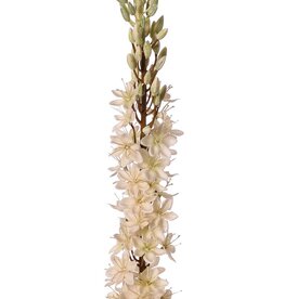 Naald van Cleopatra (Eremurus) 'Warm Fall' met 1 toorts (48x6cm) en plastic knoppen, 109 cm