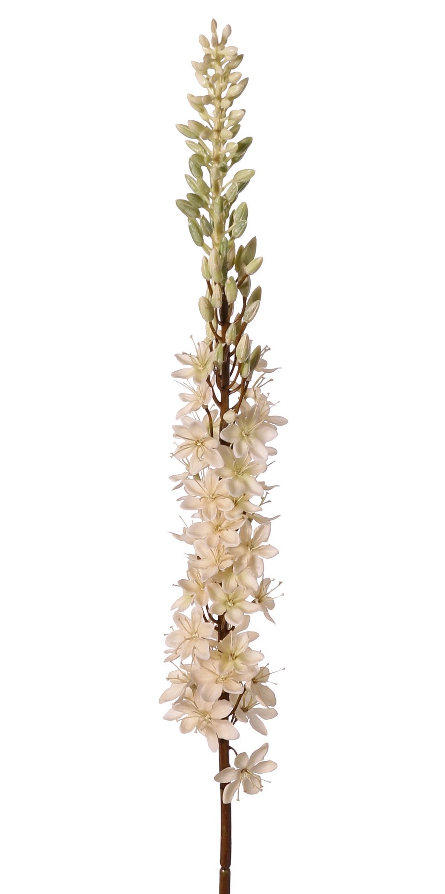 Naald van Cleopatra (Eremurus) 'Warm Fall' met 1 toorts (48x6cm) en plastic knoppen, 109 cm