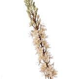 Aguja de Cleopatra (Eremurus) 'Warm Fall' con 1 antorcha (48 x 6 cm) y pomos de plástico, 109 cm