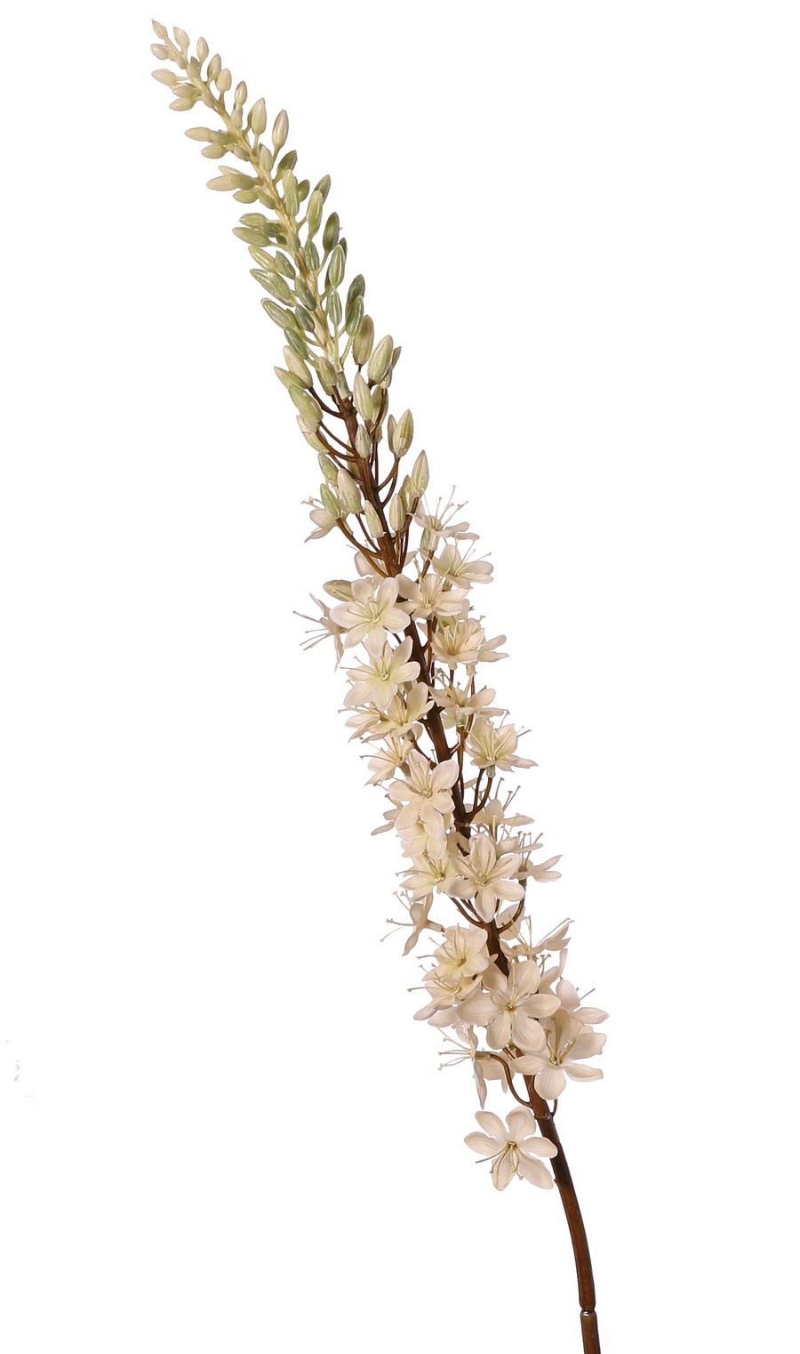 Kleopatranadel (Eremurus) Nadel "Warm Fall" mit 1 Fackel (48 x 6 cm) und Kunststoffknöpfen, 109 cm