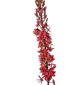 Naald van Cleopatra (Eremurus) 'Warm Fall' met 1 toorts (48x6cm) en plastic knoppen, 109 cm