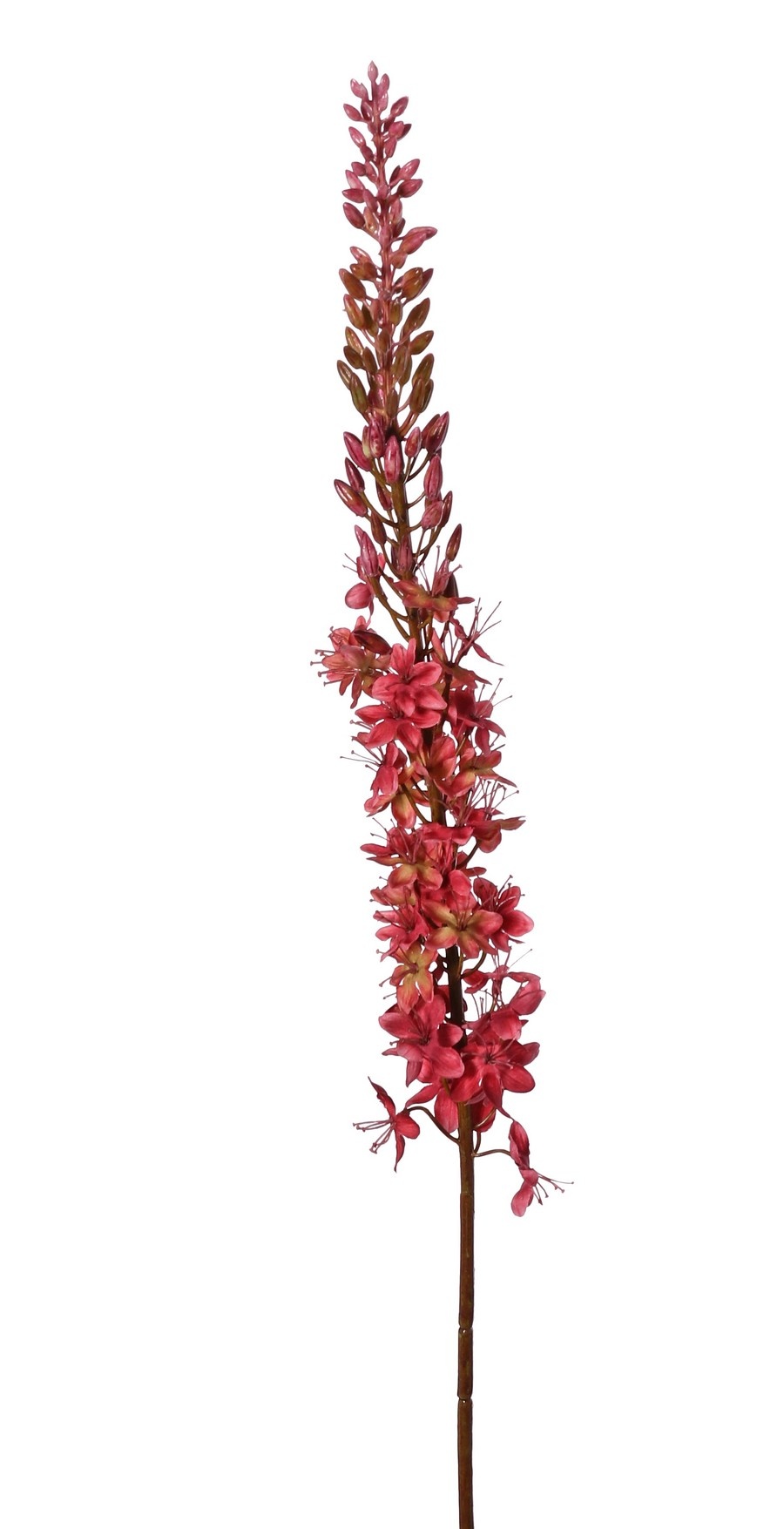 Kleopatranadel (Eremurus) Nadel "Warm Fall" mit 1 Fackel (48 x 6 cm) und Kunststoffknöpfen, 109 cm