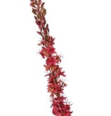 Naald van Cleopatra (Eremurus) 'Warm Fall' met 1 toorts (48x6cm) en plastic knoppen, 109 cm