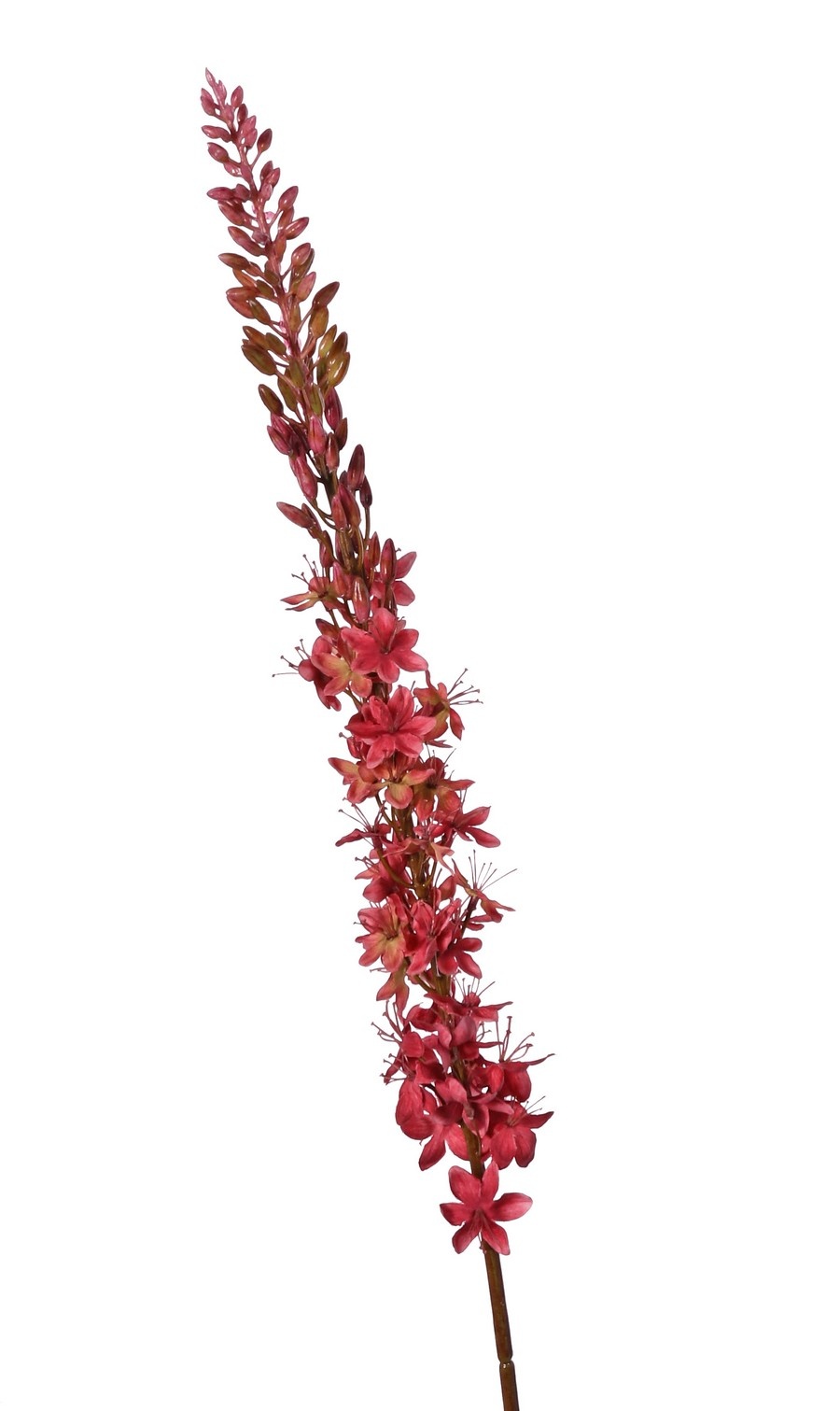 Kleopatranadel (Eremurus) Nadel "Warm Fall" mit 1 Fackel (48 x 6 cm) und Kunststoffknöpfen, 109 cm