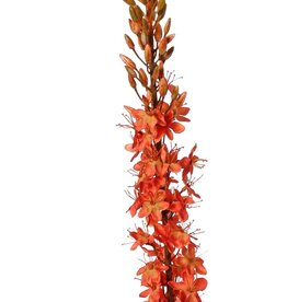 Naald van Cleopatra (Eremurus) 'Warm Fall' met 1 toorts (48x6cm) en plastic knoppen, 109 cm