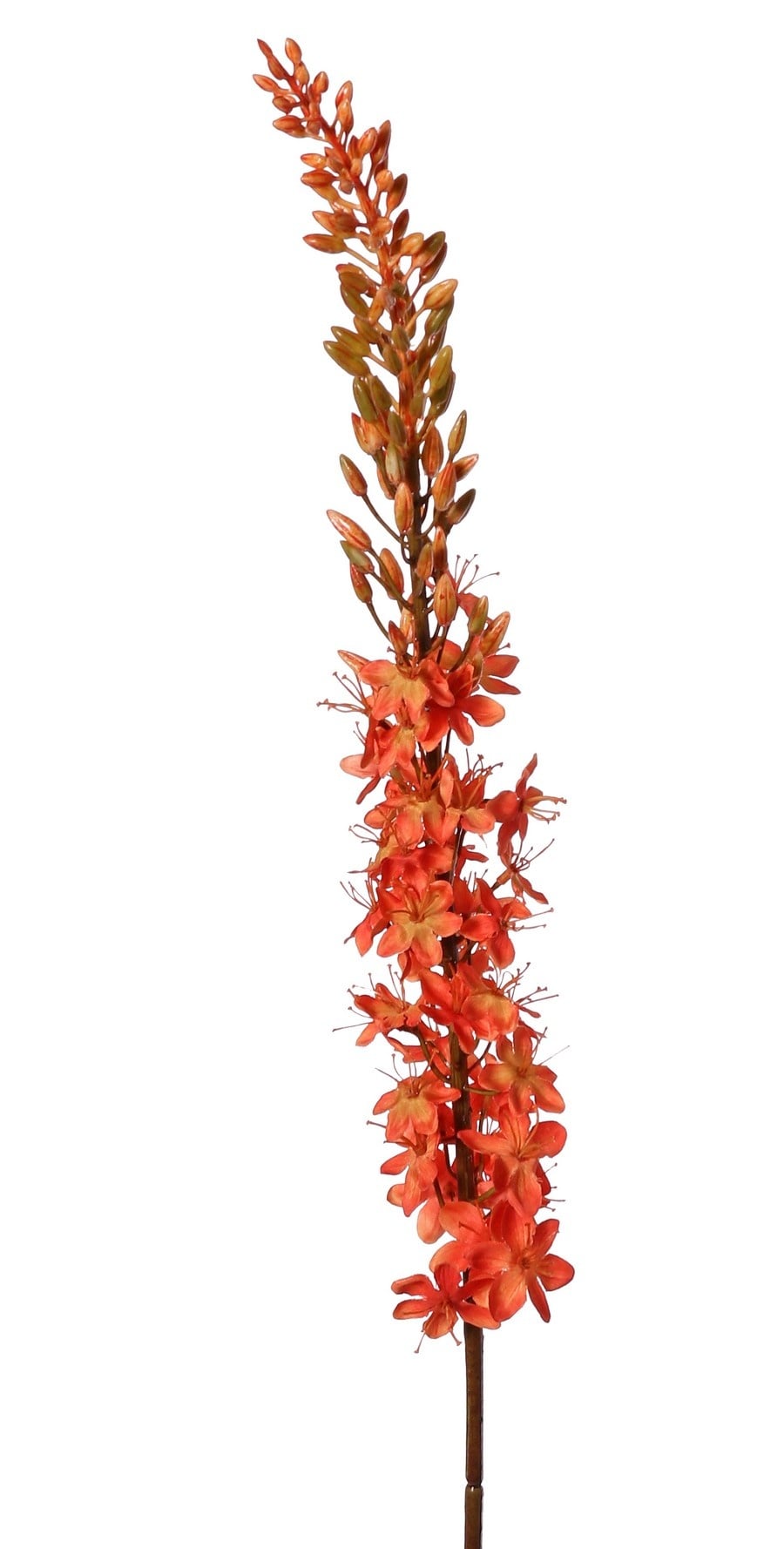 Kleopatranadel (Eremurus) Nadel "Warm Fall" mit 1 Fackel (48 x 6 cm) und Kunststoffknöpfen, 109 cm