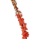Kleopatranadel (Eremurus) Nadel "Warm Fall" mit 1 Fackel (48 x 6 cm) und Kunststoffknöpfen, 109 cm
