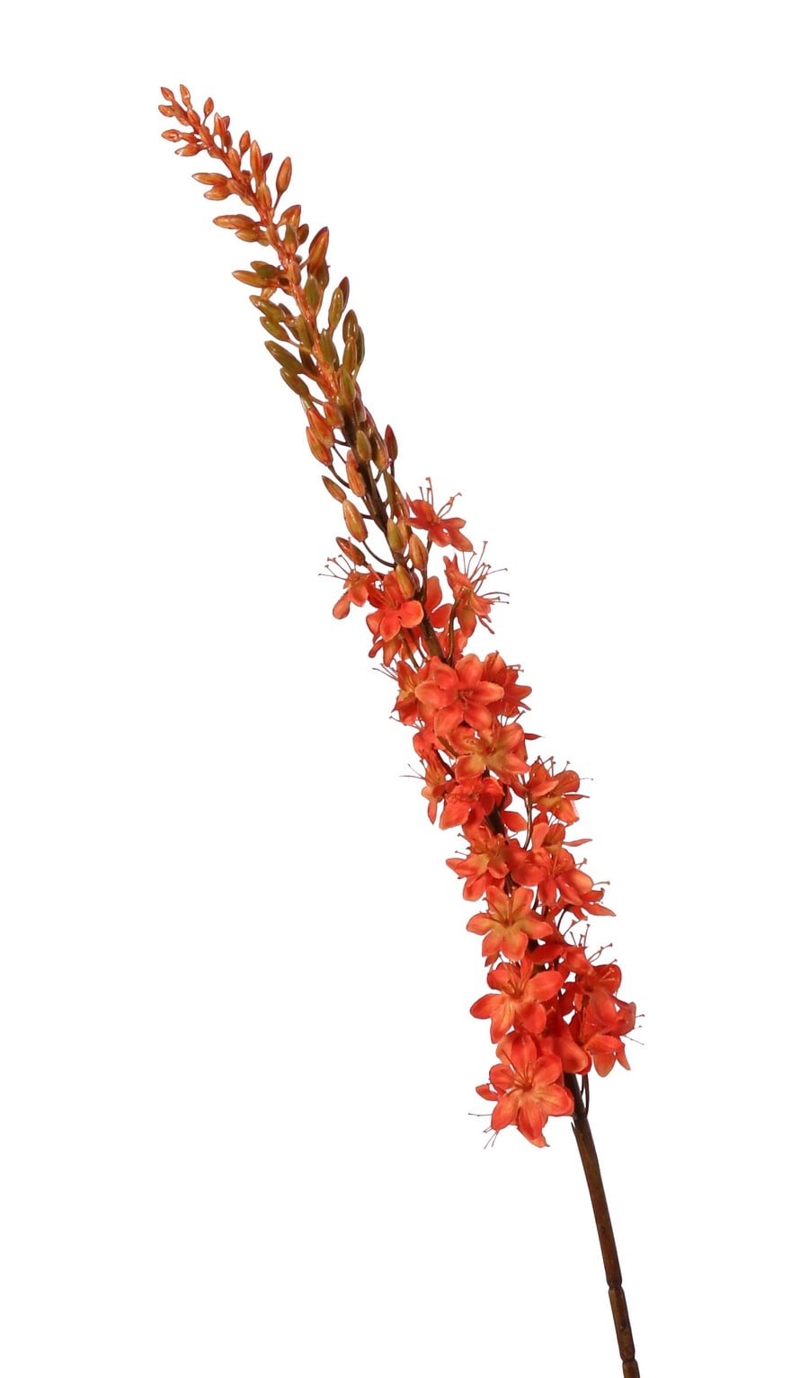 Kleopatranadel (Eremurus) Nadel "Warm Fall" mit 1 Fackel (48 x 6 cm) und Kunststoffknöpfen, 109 cm