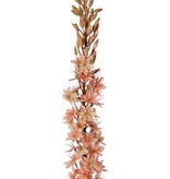 Naald van Cleopatra (Eremurus) 'Warm Fall' met 1 toorts (48x6cm) en plastic knoppen, 109 cm
