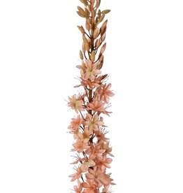 Naald van Cleopatra (Eremurus) 'Warm Fall' met 1 toorts (48x6cm) en plastic knoppen, 109 cm