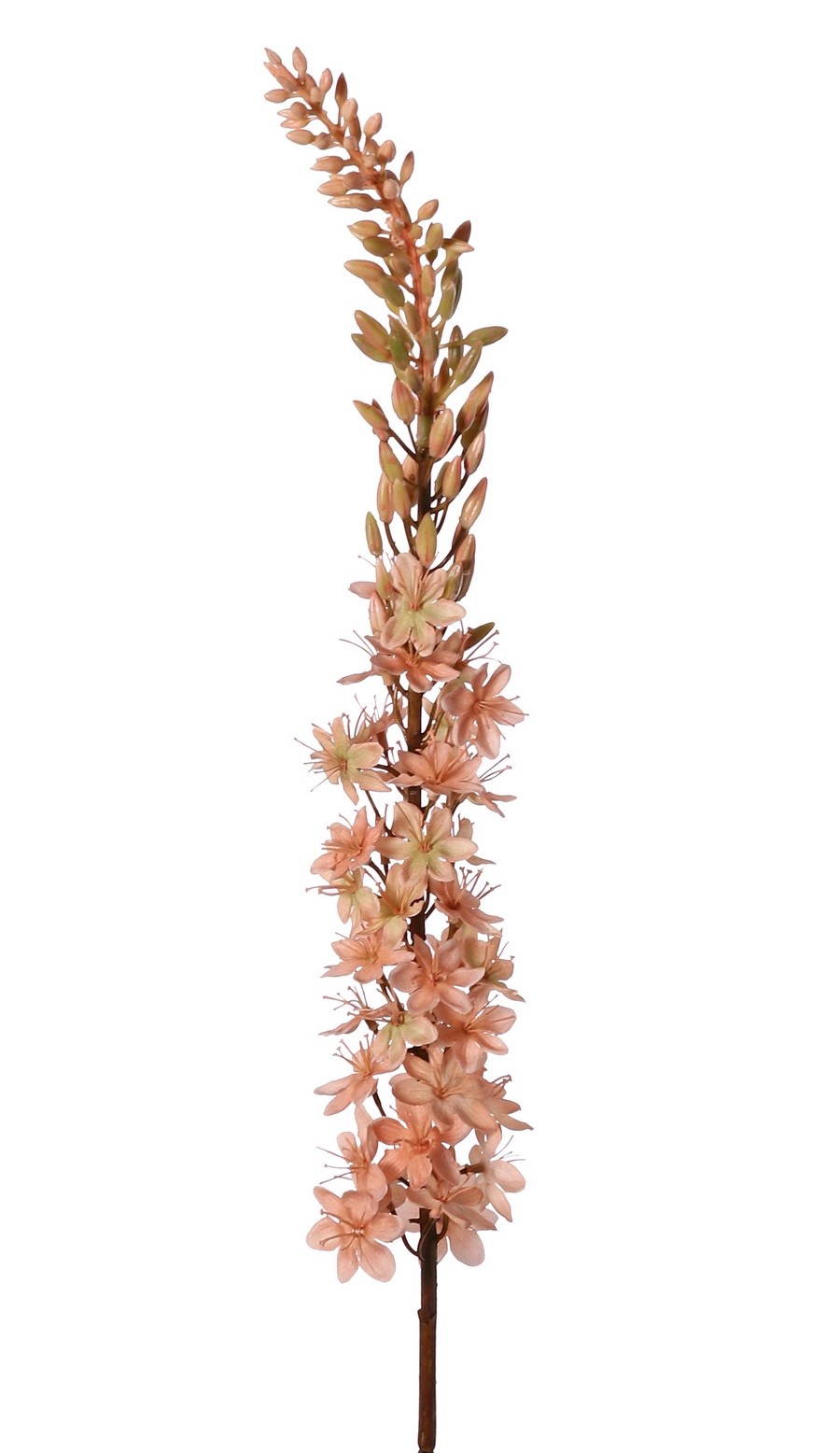 Naald van Cleopatra (Eremurus) 'Warm Fall' met 1 toorts (48x6cm) en plastic knoppen, 109 cm