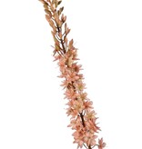 Naald van Cleopatra (Eremurus) 'Warm Fall' met 1 toorts (48x6cm) en plastic knoppen, 109 cm