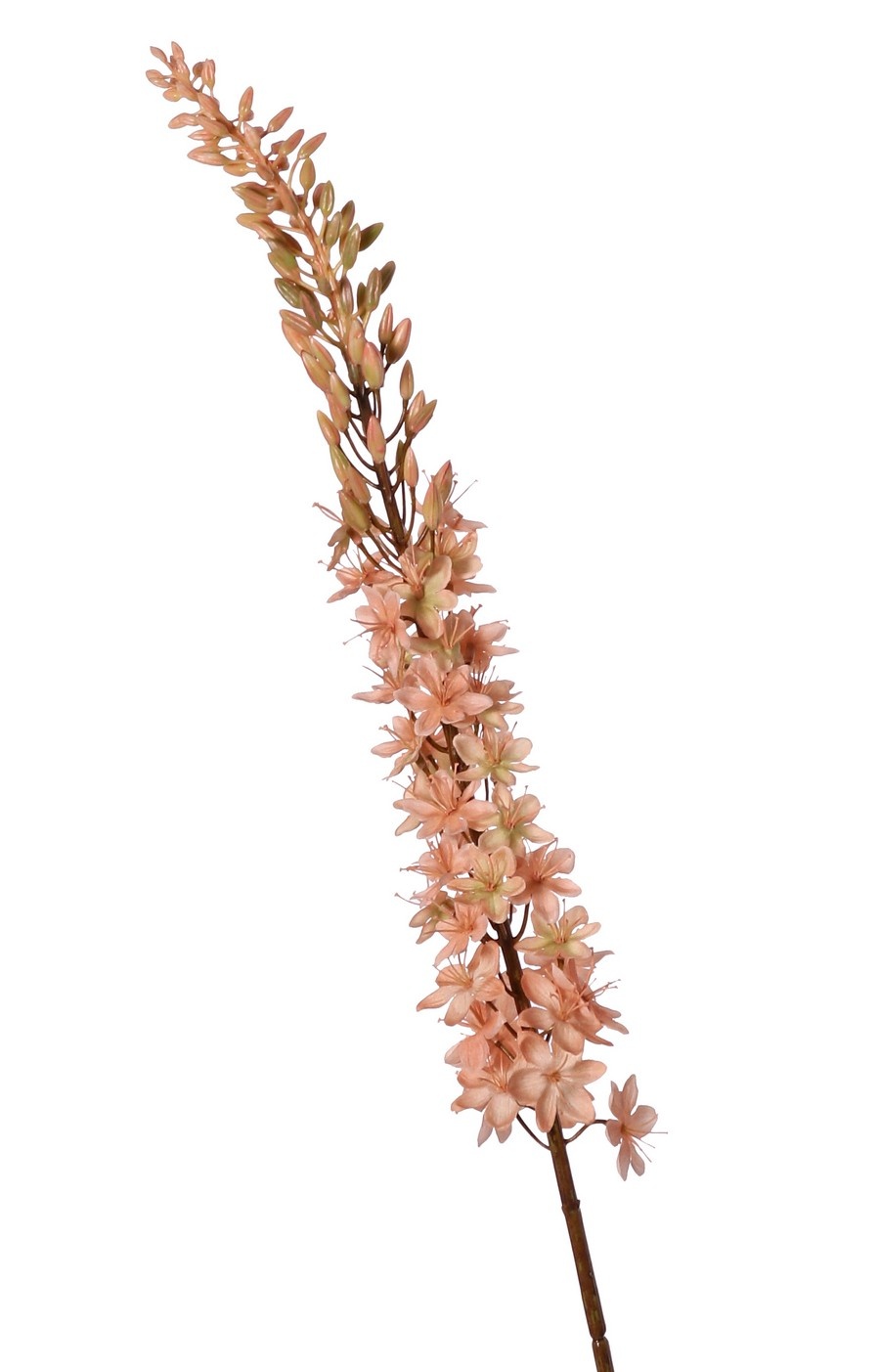 Kleopatranadel (Eremurus) Nadel "Warm Fall" mit 1 Fackel (48 x 6 cm) und Kunststoffknöpfen, 109 cm