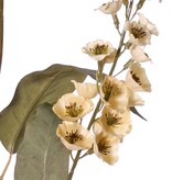 Verbascum 'Fantasy' 3x vertakt met 3 bloementoortsen (22 cm) & 6 bladeren, 100 cm