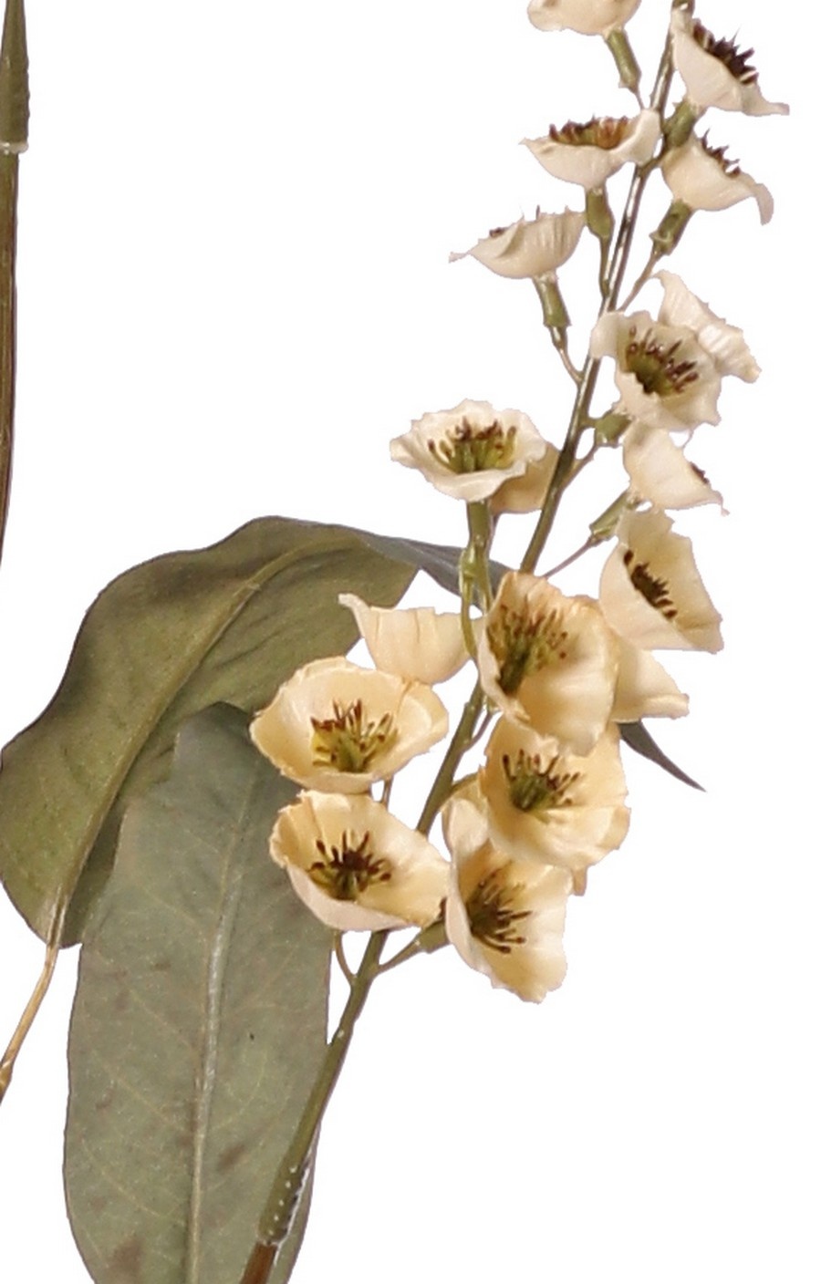 Verbascum 'Fantasy' 3x vertakt met 3 bloementoortsen (22 cm) & 6 bladeren, 100 cm
