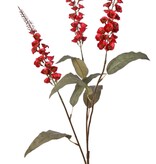 Verbascum 'Fantasy' 3x vertakt met 3 bloementoortsen (22 cm) & 6 bladeren, 100 cm
