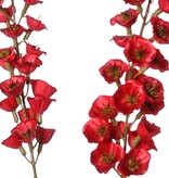 Verbascum 'Fantasy', 3 ramas con 3 espigas florales (22 cm) y 6 hojas, 100 cm