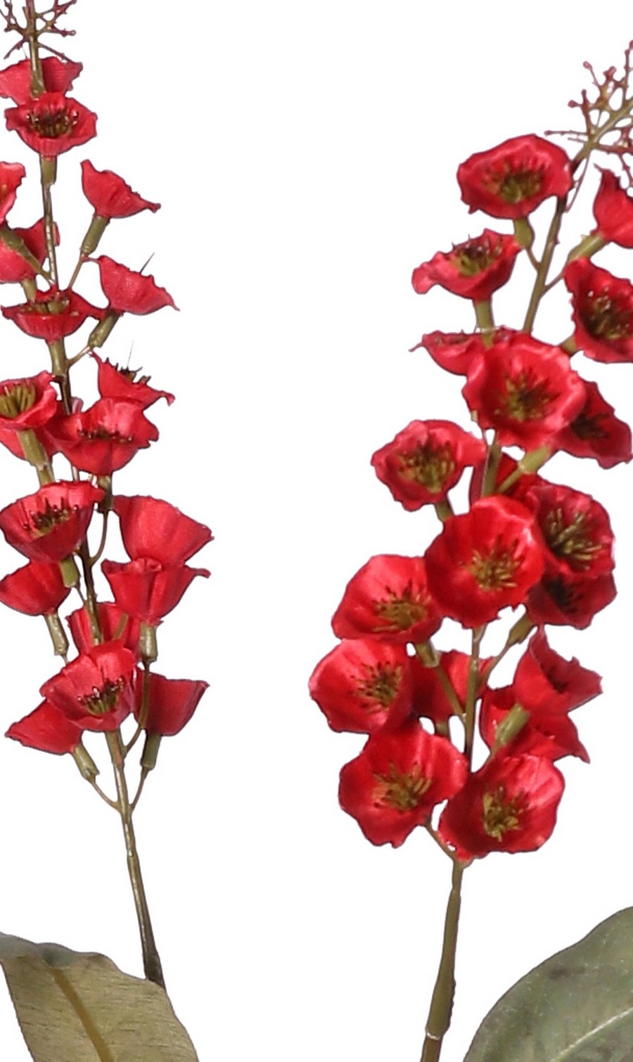 Verbascum 'Fantasy' 3x vertakt met 3 bloementoortsen (22 cm) & 6 bladeren, 100 cm