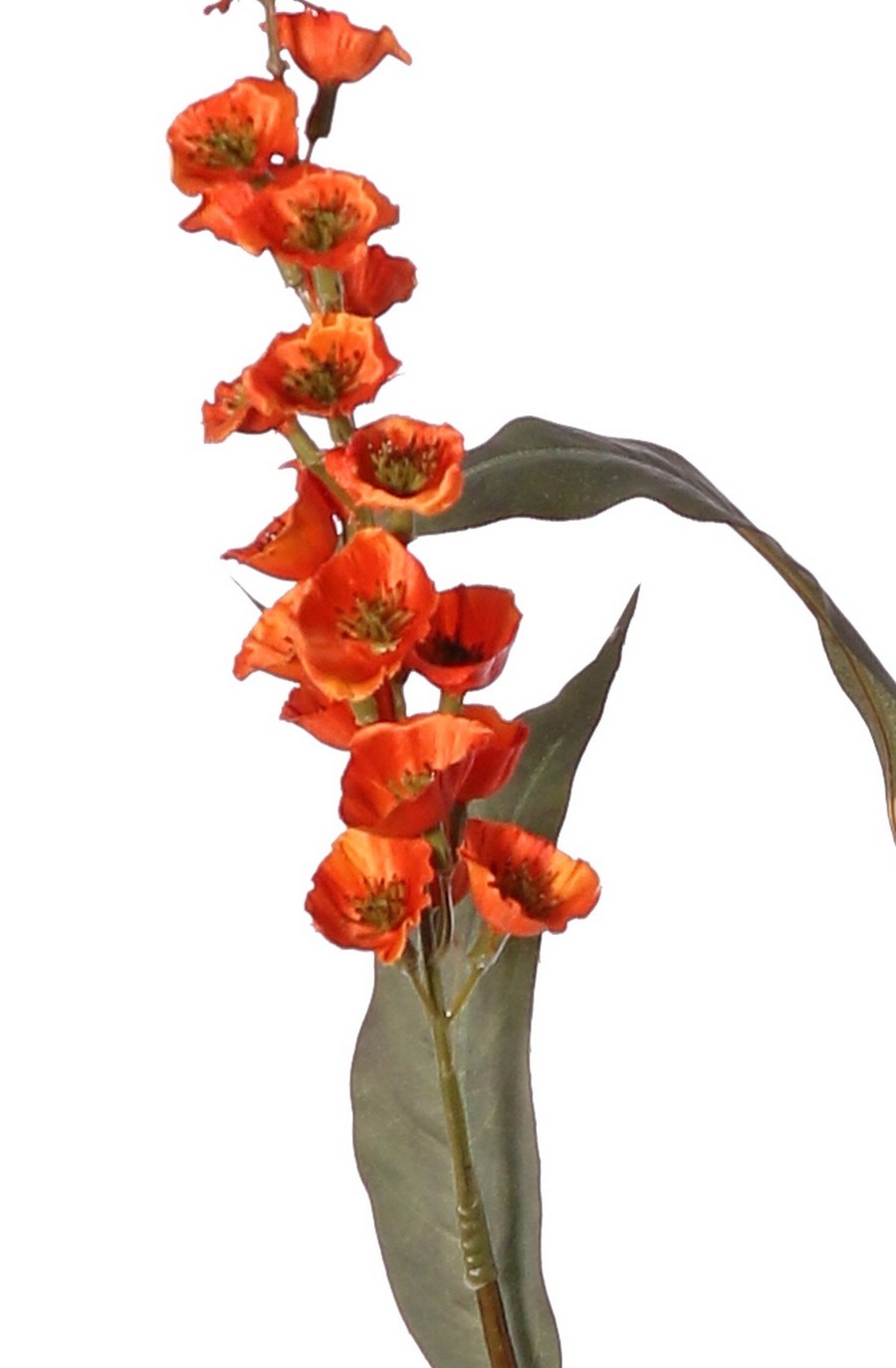 Verbascum 'Fantasy' 3x vertakt met 3 bloementoortsen (22 cm) & 6 bladeren, 100 cm