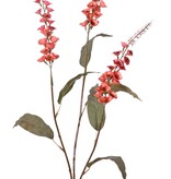 Verbascum 'Fantasy' 3x vertakt met 3 bloementoortsen (22 cm) & 6 bladeren, 100 cm