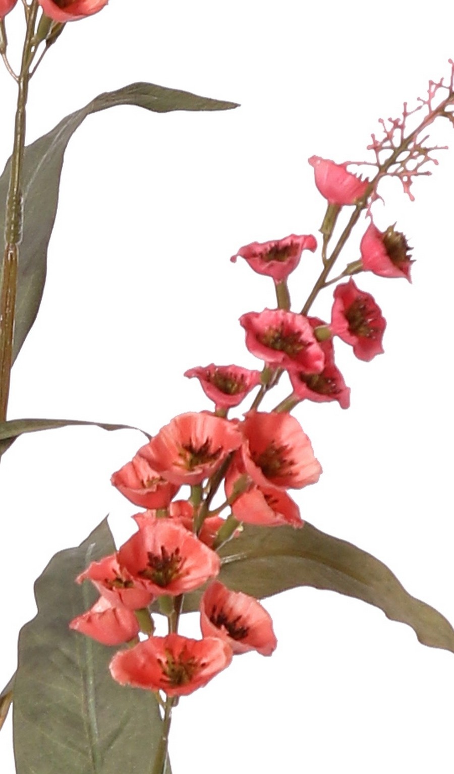 Verbascum 'Fantasy' 3x vertakt met 3 bloementoortsen (22 cm) & 6 bladeren, 100 cm