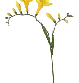 Freesia 'Beau', 2 big flowers (7 x 6 cm), 6 buds & 2 leaves, 65cm