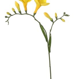 Freesia 'Beau', 2 flores grandes, (7 x 6 cm), 6 capullos & 2 hojas, 65cm