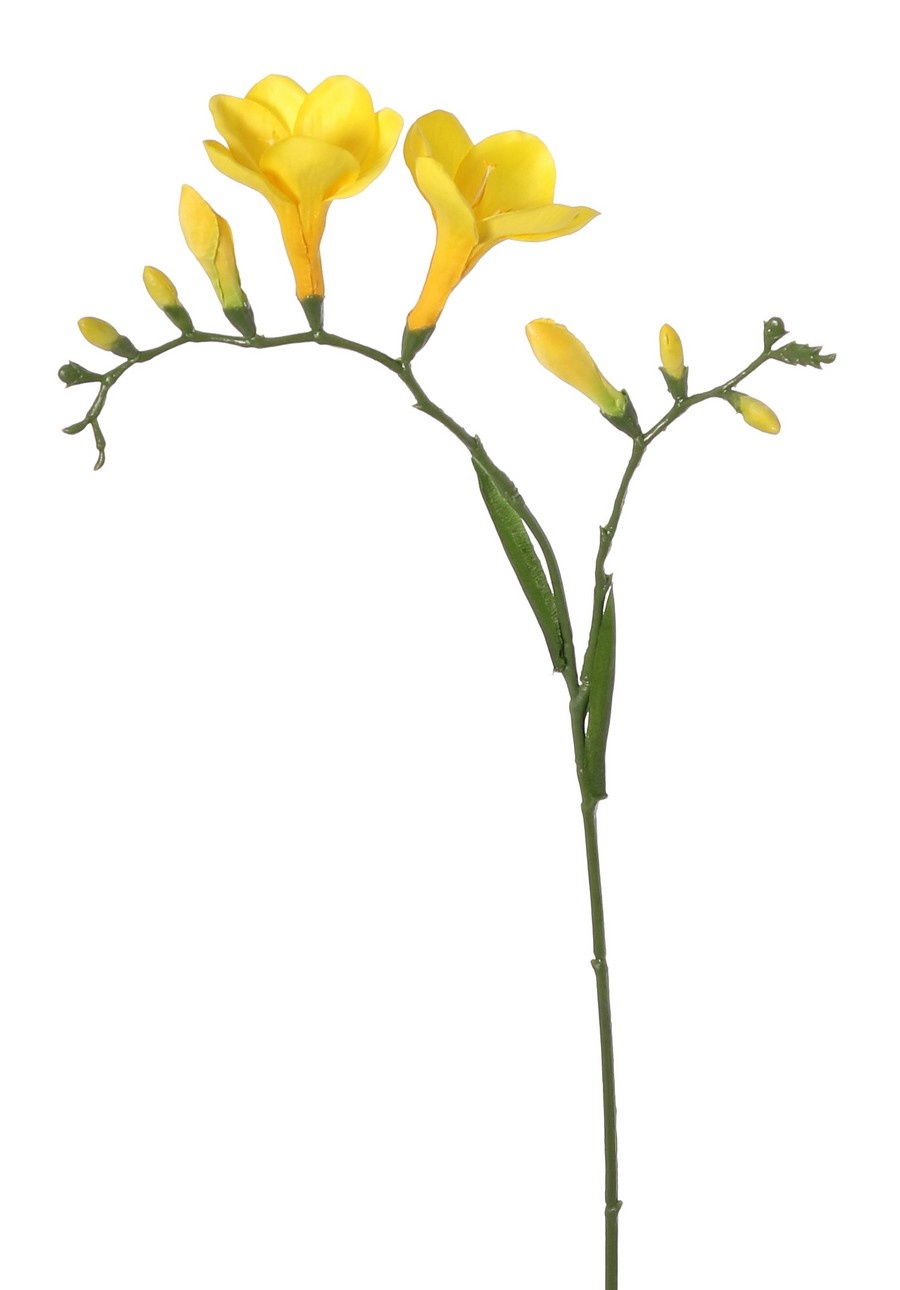 Freesia 'Beau', 2 grote bloemen (7 x 6 cm), 6 knop & 2 blad, 65cm