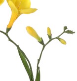 Freesien (Freesia) 'Beau', 2 große Blumen, (7 x 6 cm), 6 Knospen & 2 Blätter, 65cm