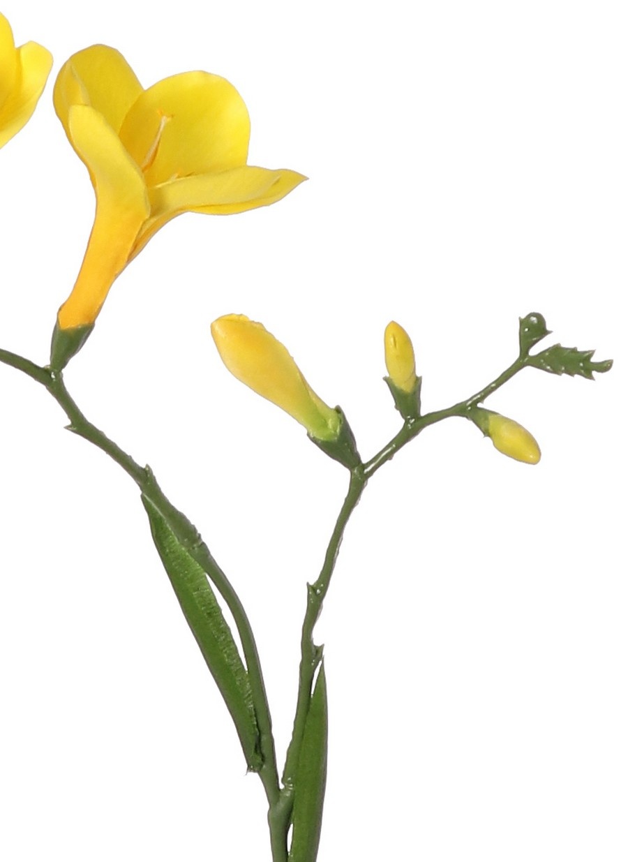 Freesia 'Beau', 2 flores grandes, (7 x 6 cm), 6 capullos & 2 hojas, 65cm