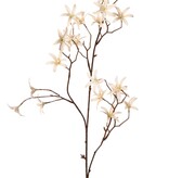 Tweedia bloementak 'Warm Fall' met 3x vertakt, 21 bloemen (Ø 5 cm), geen blad, 90 cm