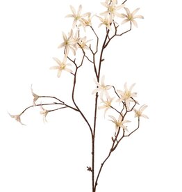 Tweedia bloementak 'Warm Fall' met 3x vertakt, 21 bloemen (Ø 5 cm), geen blad, 90 cm