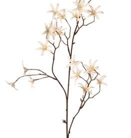 Tweedia 'Warm Fall' mit 3 Zweigen, 21 Blüten (Ø 5 cm), ohne Blätter, 90 cm