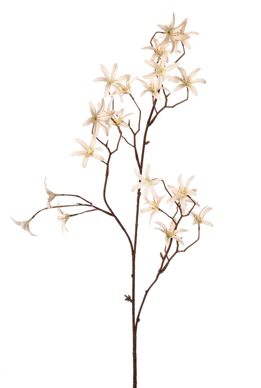Tweedia bloementak 'Warm Fall' met 3x vertakt, 21 bloemen (Ø 5 cm), geen blad, 90 cm
