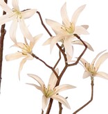 Tweedia bloementak 'Warm Fall' met 3x vertakt, 21 bloemen (Ø 5 cm), geen blad, 90 cm