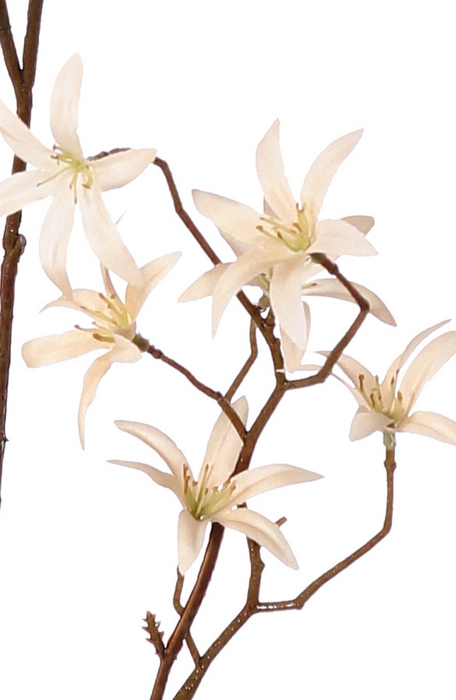 Tweedia bloementak 'Warm Fall' met 3x vertakt, 21 bloemen (Ø 5 cm), geen blad, 90 cm