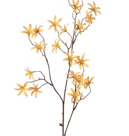 Tweedia bloementak 'Warm Fall' met 3x vertakt, 21 bloemen (Ø 5 cm), geen blad, 90 cm