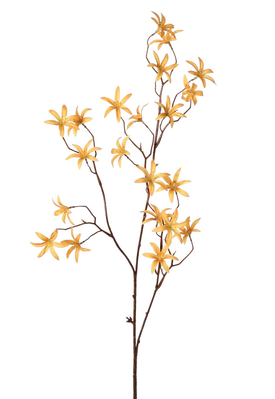 Tweedia 'Warm Fall' mit 3 Zweigen, 21 Blüten (Ø 5 cm), ohne Blätter, 90 cm
