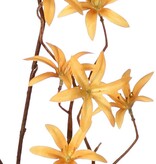 Tweedia bloementak 'Warm Fall' met 3x vertakt, 21 bloemen (Ø 5 cm), geen blad, 90 cm