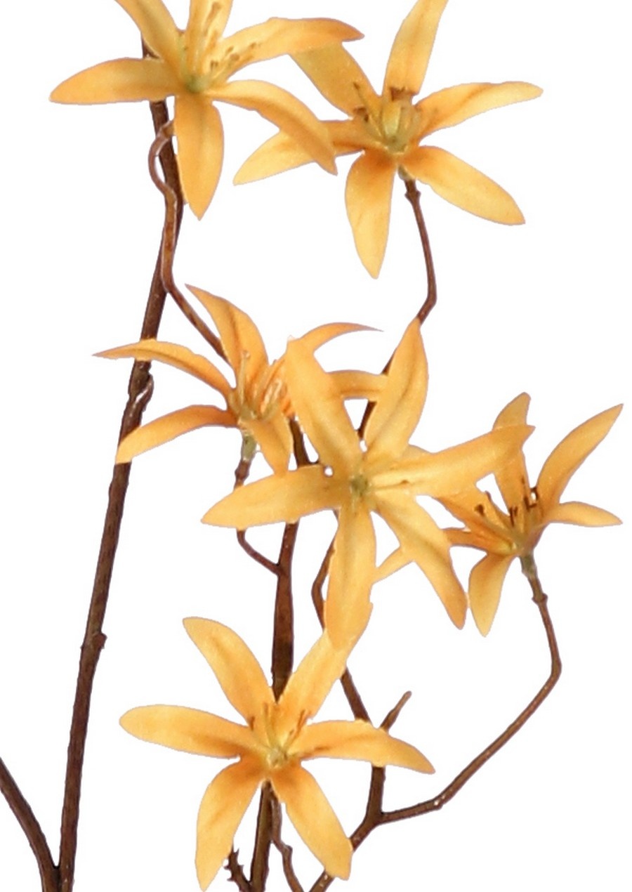 Tweedia bloementak 'Warm Fall' met 3x vertakt, 21 bloemen (Ø 5 cm), geen blad, 90 cm