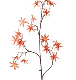 Tweedia 'Warm Fall' mit 3 Zweigen, 21 Blüten (Ø 5 cm), ohne Blätter, 90 cm