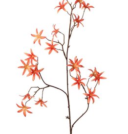 Tweedia bloementak 'Warm Fall' met 3x vertakt, 21 bloemen (Ø 5 cm), geen blad, 90 cm