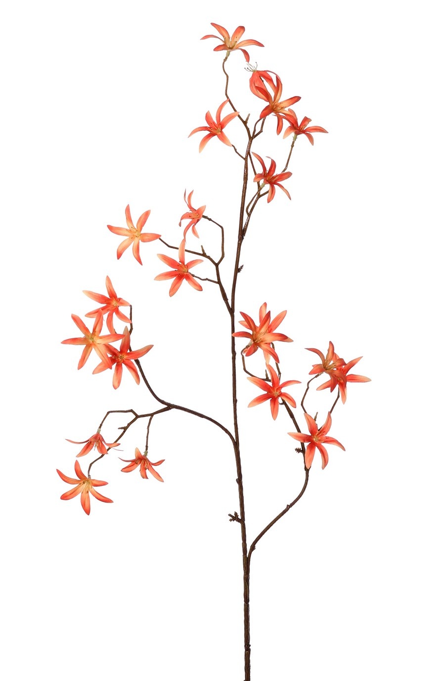 Tweedia 'Warm Fall' mit 3 Zweigen, 21 Blüten (Ø 5 cm), ohne Blätter, 90 cm